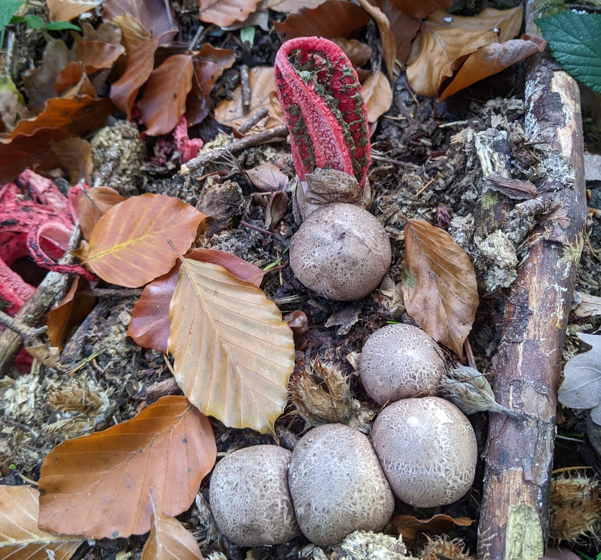 "Invasion Force" in The Dodge Magazine