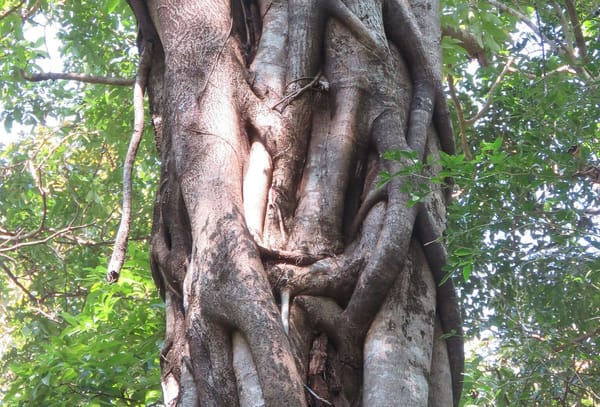 Strangler Fig in Inner Worlds Magazine!